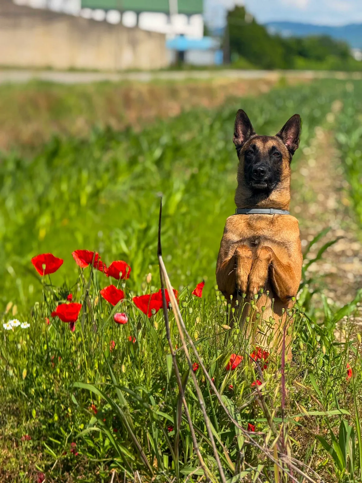 Drake seduto in un campo di papaveri