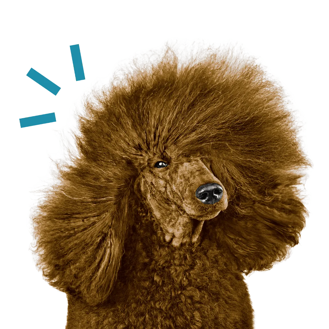 Barboncino marrone con il pelo arruffato