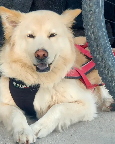 Primo piano di un cane dal pelo bianco e folto con la pettorina rossa